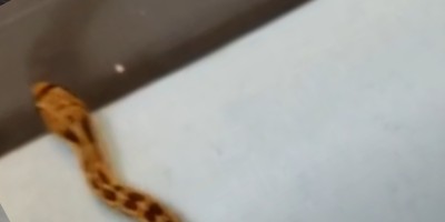 Reno snake